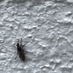 Bibionidae (family) at Canberra, ACT - 22 Mar 2023