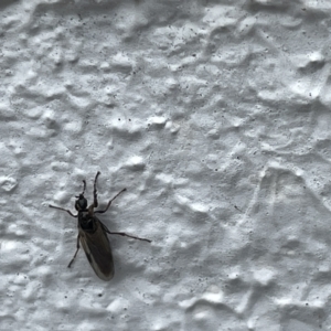 Bibionidae (family) at Canberra, ACT - 22 Mar 2023