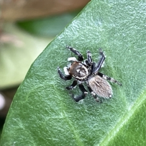 Maratus griseus at Canberra, ACT - 22 Mar 2023