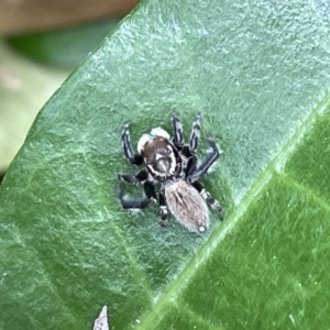 Maratus griseus at Canberra, ACT - 22 Mar 2023