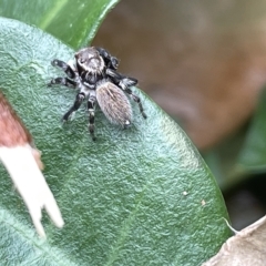 Maratus griseus at Canberra, ACT - 22 Mar 2023 12:48 PM