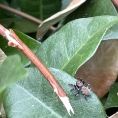 Maratus griseus at Canberra, ACT - 22 Mar 2023