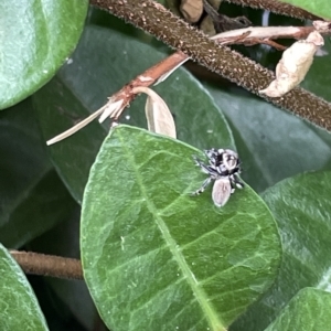 Maratus griseus at Canberra, ACT - 22 Mar 2023