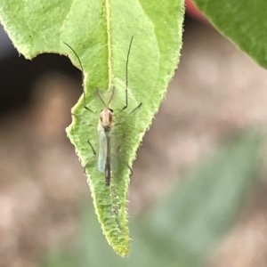 Chironomidae (family) at Canberra, ACT - 22 Mar 2023