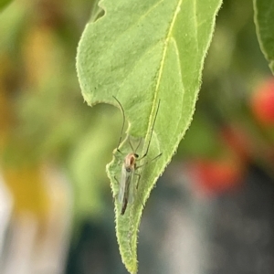 Chironomidae (family) at Canberra, ACT - 22 Mar 2023