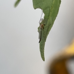 Chironomidae (family) at Canberra, ACT - 22 Mar 2023