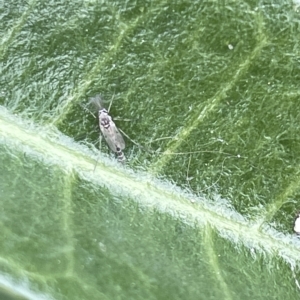 Chironomidae (family) at Canberra, ACT - 22 Mar 2023