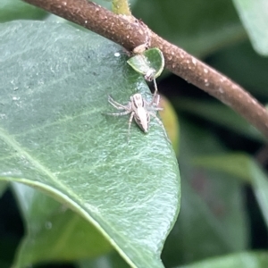 Oxyopes sp. (genus) at Canberra, ACT - 22 Mar 2023