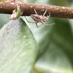 Oxyopes sp. (genus) at Canberra, ACT - 22 Mar 2023