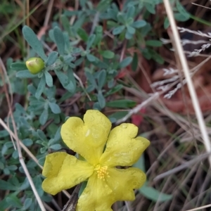 Hibbertia obtusifolia at Paddys River, ACT - 22 Mar 2023 12:02 PM