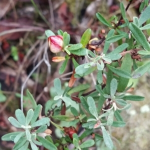 Hibbertia obtusifolia at Paddys River, ACT - 22 Mar 2023 12:02 PM