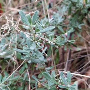 Hibbertia obtusifolia at Paddys River, ACT - 22 Mar 2023