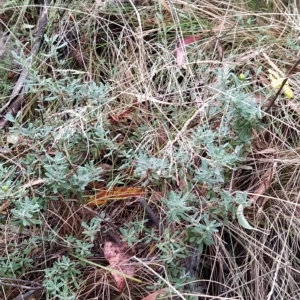 Hibbertia obtusifolia at Paddys River, ACT - 22 Mar 2023 12:02 PM