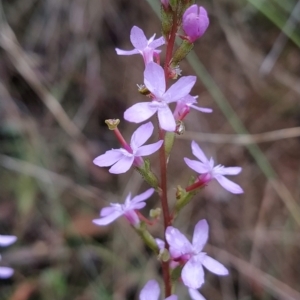 Stylidium sp. at Paddys River, ACT - 22 Mar 2023 12:03 PM