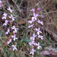 Stylidium sp. at Paddys River, ACT - 22 Mar 2023 12:03 PM