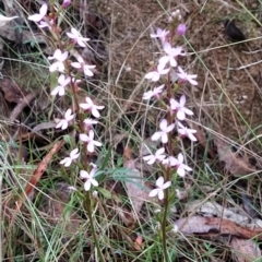 Stylidium sp. at Paddys River, ACT - 22 Mar 2023 12:03 PM