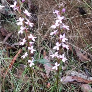 Stylidium sp. at Paddys River, ACT - 22 Mar 2023 12:03 PM