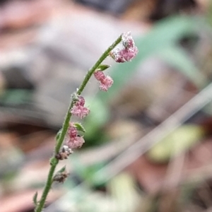 Gonocarpus tetragynus at Paddys River, ACT - 22 Mar 2023