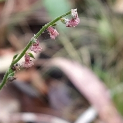 Gonocarpus tetragynus at Paddys River, ACT - 22 Mar 2023