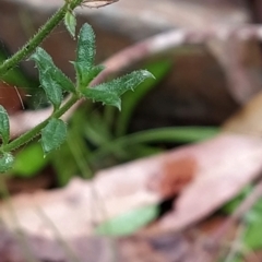 Gonocarpus tetragynus at Paddys River, ACT - 22 Mar 2023