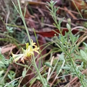 Pimelea curviflora at Paddys River, ACT - 22 Mar 2023