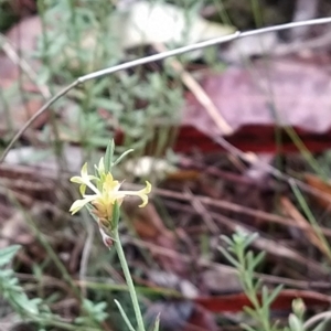 Pimelea curviflora at Paddys River, ACT - 22 Mar 2023