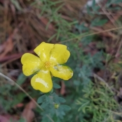 Hibbertia obtusifolia (Grey Guinea-flower) at Tidbinbilla Nature Reserve - 22 Mar 2023 by KumikoCallaway