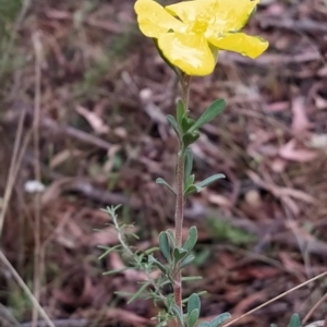 Hibbertia obtusifolia at Paddys River, ACT - 22 Mar 2023