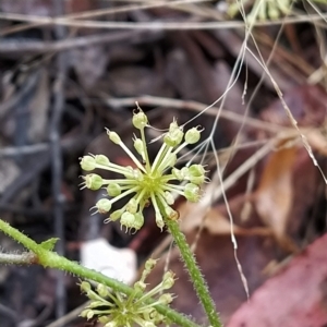 Hydrocotyle laxiflora at Paddys River, ACT - 22 Mar 2023