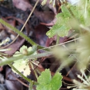 Hydrocotyle laxiflora at Paddys River, ACT - 22 Mar 2023