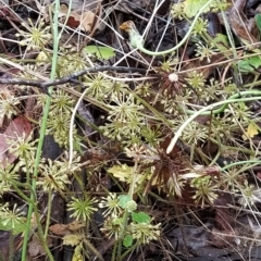 Hydrocotyle laxiflora at Paddys River, ACT - 22 Mar 2023