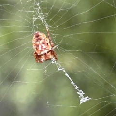 Plebs eburnus (Eastern bush orb-weaver) at Kambah, ACT - 22 Mar 2023 by Kiwi