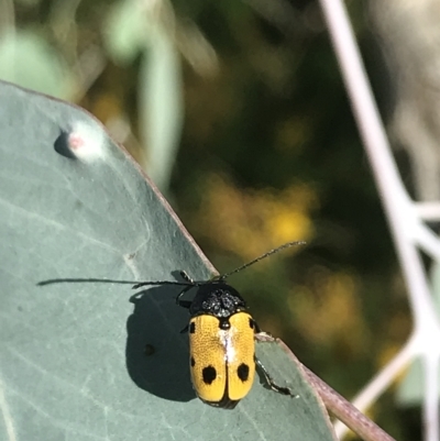 Cadmus (Cadmus) litigiosus (Leaf beetle) at Pearce, ACT - 24 Jan 2023 by Kiwi