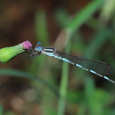 Austrolestes leda (Wandering Ringtail) at Wellington Point, QLD - 21 Mar 2023 by TimL