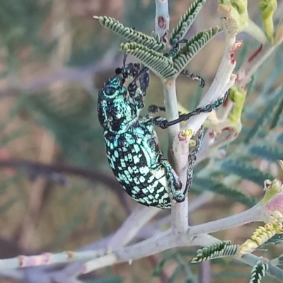 Chrysolopus spectabilis (Botany Bay Weevil) at Paddys River, ACT - 15 Mar 2023 by MichaelBedingfield