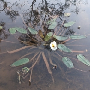 Ottelia ovalifolia at Hackett, ACT - 23 Mar 2023