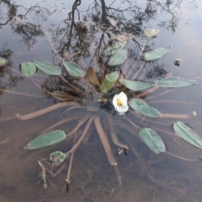 Ottelia ovalifolia (Swamp Lily) at Mount Ainslie - 22 Mar 2023 by WalterEgo