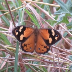 Heteronympha merope (Common Brown Butterfly) at Umbagong District Park - 19 Jan 2023 by Christine