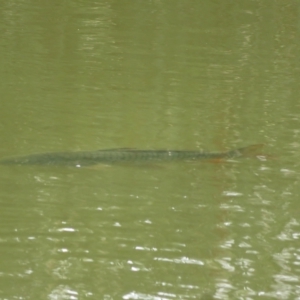 Cyprinus carpio at Fyshwick, ACT - 21 Jan 2023