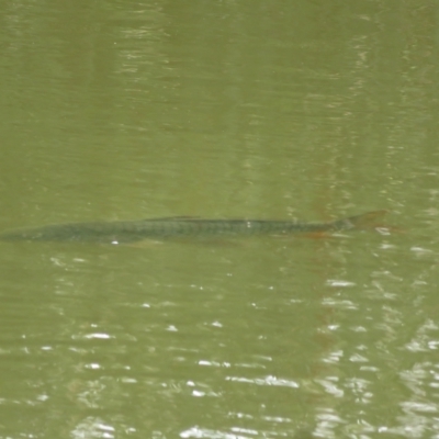 Cyprinus carpio (Common Carp) at Fyshwick, ACT - 21 Jan 2023 by Christine