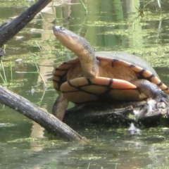 Chelodina longicollis (Eastern Long-necked Turtle) at Jerrabomberra Wetlands - 21 Jan 2023 by Christine