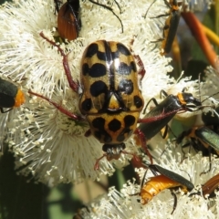 Neorrhina punctatum (Spotted flower chafer) at Rendezvous Creek, ACT - 25 Jan 2023 by Christine