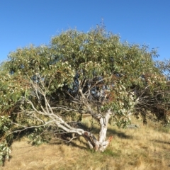 Eucalyptus pauciflora subsp. pauciflora (White Sally, Snow Gum) at Rendezvous Creek, ACT - 25 Jan 2023 by Christine