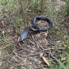 Pseudechis porphyriacus (Red-bellied Black Snake) at Medway, NSW - 24 Feb 2023 by BLSHTwo