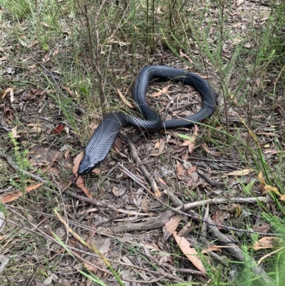 Pseudechis porphyriacus (Red-bellied Black Snake) at Medway, NSW - 24 Feb 2023 by BLSHTwo