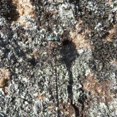 Austroaeschna parvistigma (Swamp Darner) at Namadgi National Park - 24 Jan 2023 by Christine