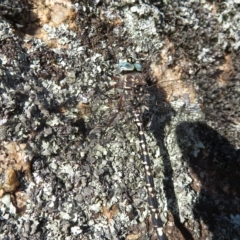 Austroaeschna parvistigma at Namadgi National Park - 25 Jan 2023 08:12 AM