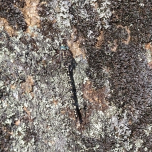 Austroaeschna parvistigma at Namadgi National Park - 25 Jan 2023 08:12 AM