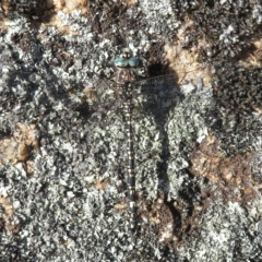 Austroaeschna parvistigma at Namadgi National Park - 25 Jan 2023