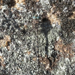 Austroaeschna parvistigma at Namadgi National Park - 25 Jan 2023 08:12 AM